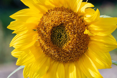 Close up of a sunflower head