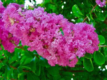 Close-up of pink flowers