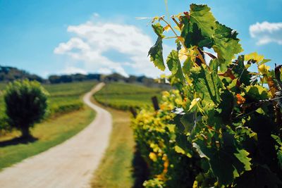 Scenic view of vineyard against sky