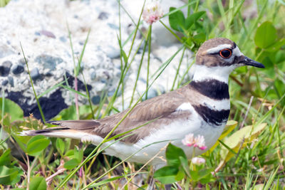 Close-up of bird perching on a field