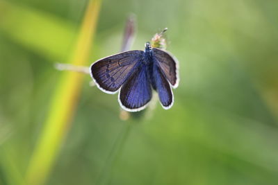 Close-up of insect on plant