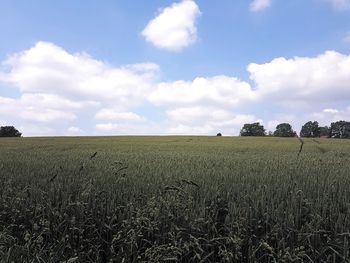 Scenic view of agricultural field against sky