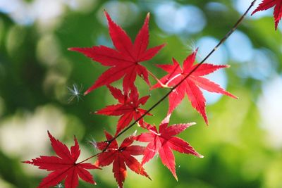 Close-up of maple leaves