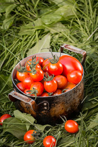 High angle view of tomatoes in basket