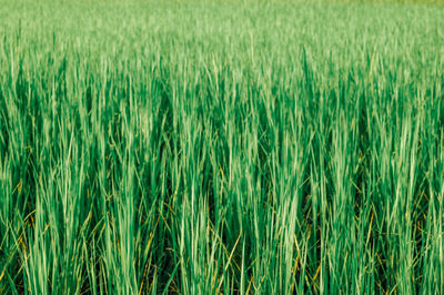 Full frame shot of corn field