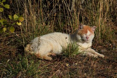 Cat resting on field