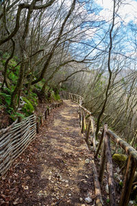 Footpath amidst bare trees in forest