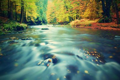 Surface level of water flowing over river in forest