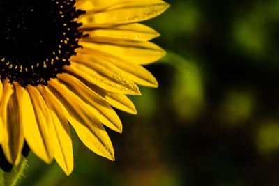 Macro shot of yellow flower