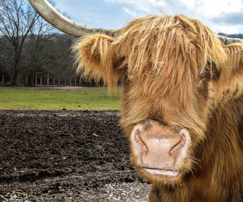 Close-up portrait of highland cattle