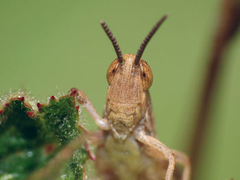 Close-up of insect on plant