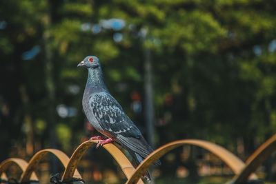 Close-up of bird perching on metal