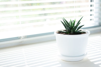 One flower pot with  small succulent plant haworthia white windowsill.