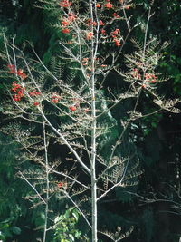 Low angle view of plant