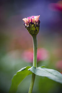 Close-up of pink rose flower