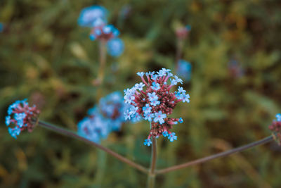 Close-up of purple flowering plant