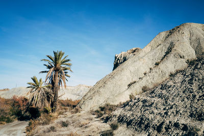 Low angle view of trees on desert against blue sky