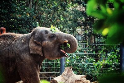 Close-up of elephant