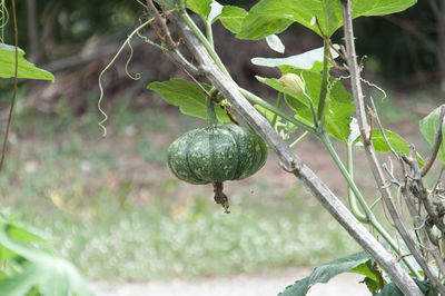 Close-up of plant growing on tree