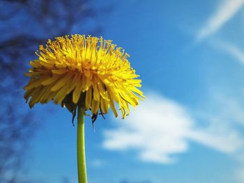 Low angle view of yellow flower against sky