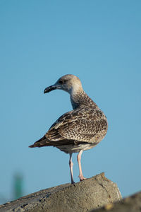 Close-up of seagull perching on rock against clear blue sky