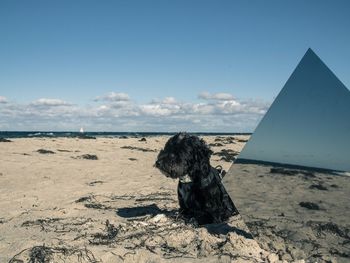 Horse on beach against sky