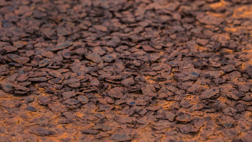 Full frame shot of leaves