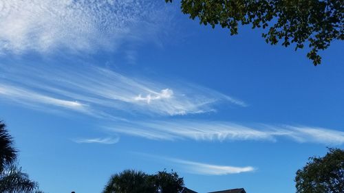 Low angle view of trees against blue sky