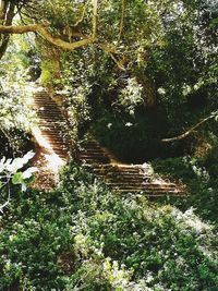 Plants and trees in forest