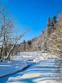 Snow covered plants against sky