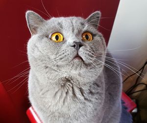 Close-up of gray cat