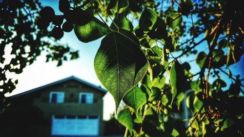 Low angle view of tree against building