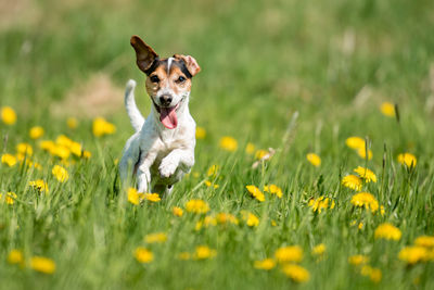 Dog running on grassy field