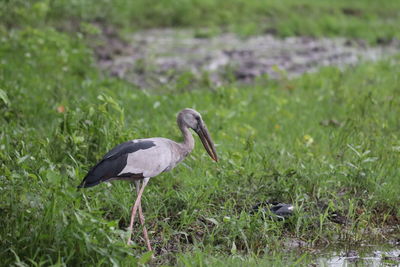 Side view of a bird on grass