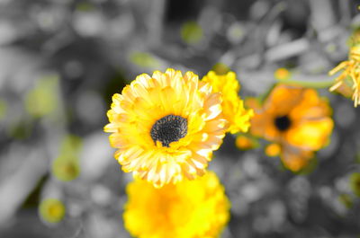 Close-up of yellow flowers blooming outdoors