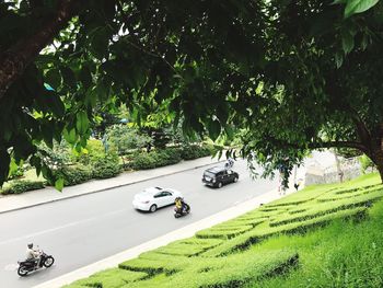 Cars on road by trees