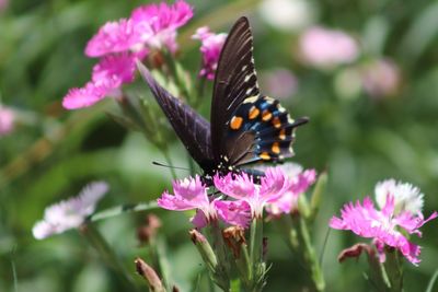 Close-up of butterfly pollinating on pink flower