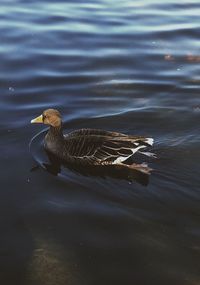 High angle view of duck swimming in lake