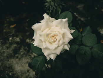 Close-up of white rose