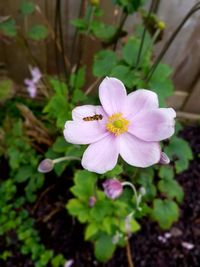 Close-up of purple flowers