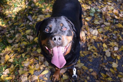 Portrait of black dog in autumn