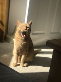 Cat sitting on the floor