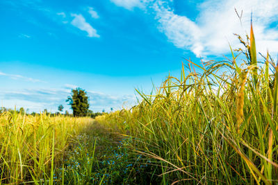 Crops growing on field against sky