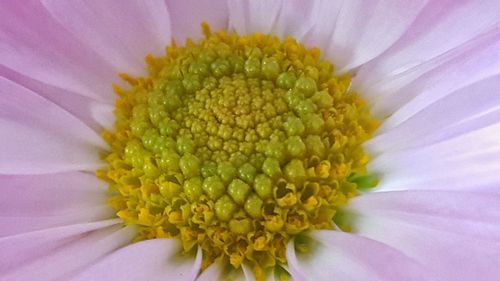 Close-up of yellow flower