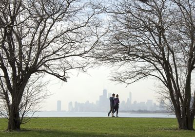 Bare trees in park