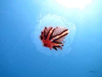 Close-up of jellyfish swimming in sea