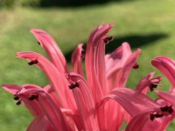 Close-up of pink lilies