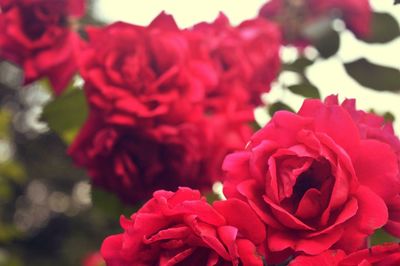 Close-up of pink rose