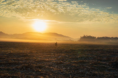 Scenic view of field against sky during sunset