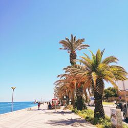 Palm tree by sea against clear blue sky